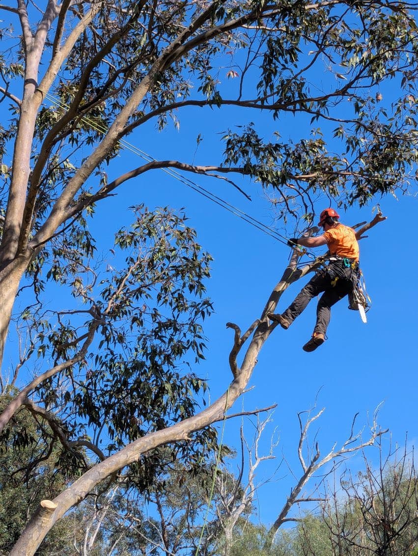 Inspections & Reports by Luke Dinan Turf & Tree Care