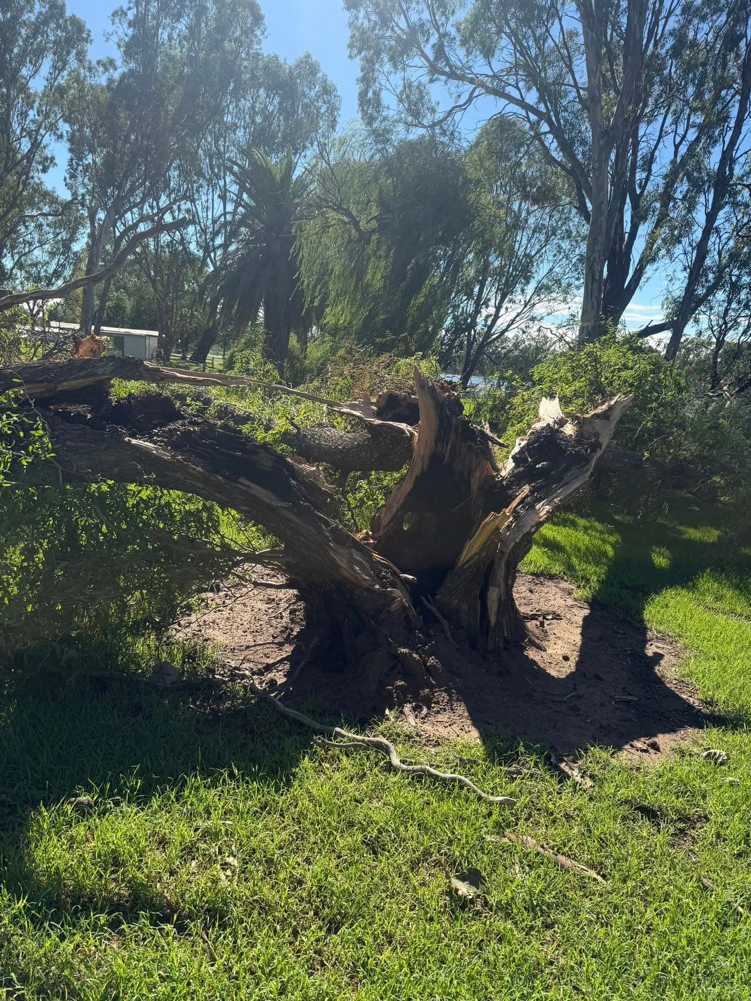 Storm Cleanup in Echuca by Luke Dinan Turf & Tree Care