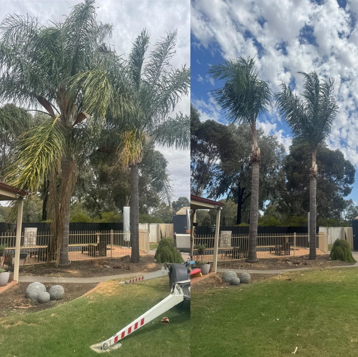 Palm Tree Trimming in Shepparton by Luke Dinan Turf & Tree Care