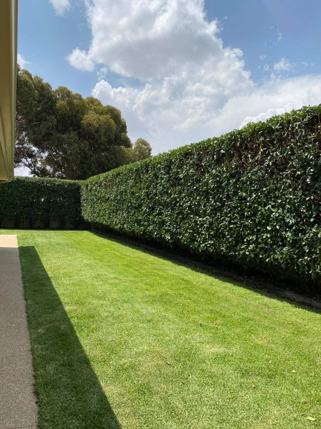 Freshly pruned hedge along a Moama property boundary