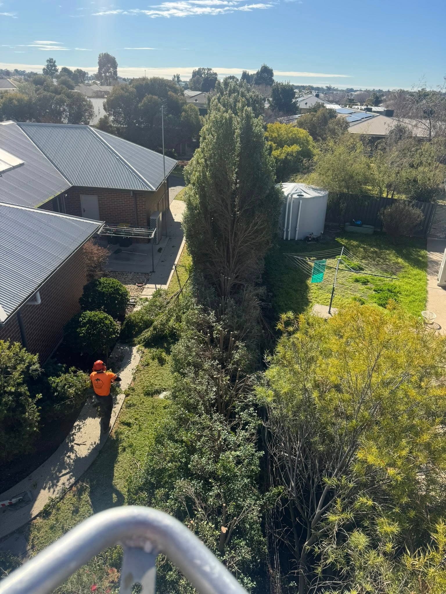 Hedge Pruning in Echuca by Luke Dinan Turf & Tree Care