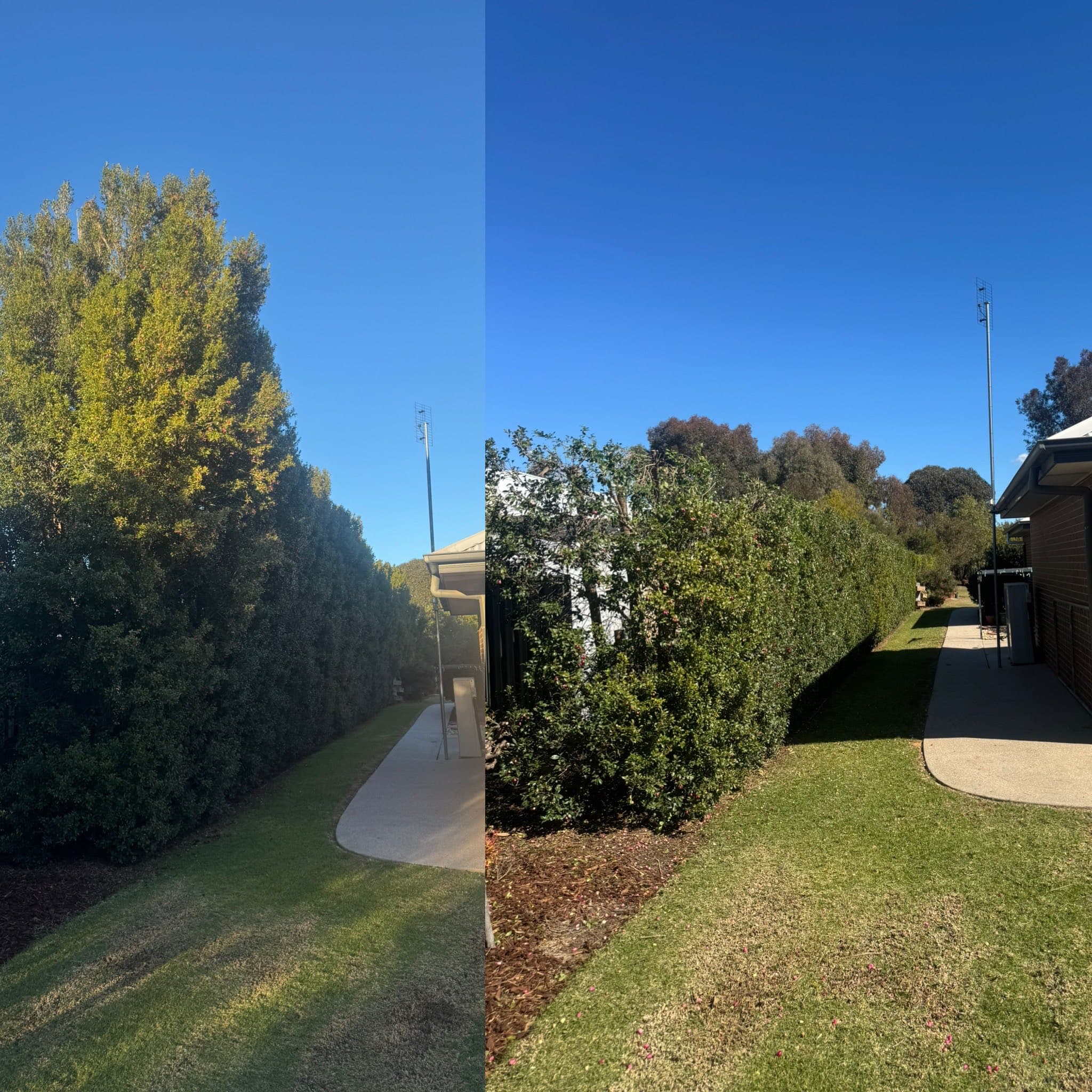 Hedge trimmed to a clean, even shape in Echuca