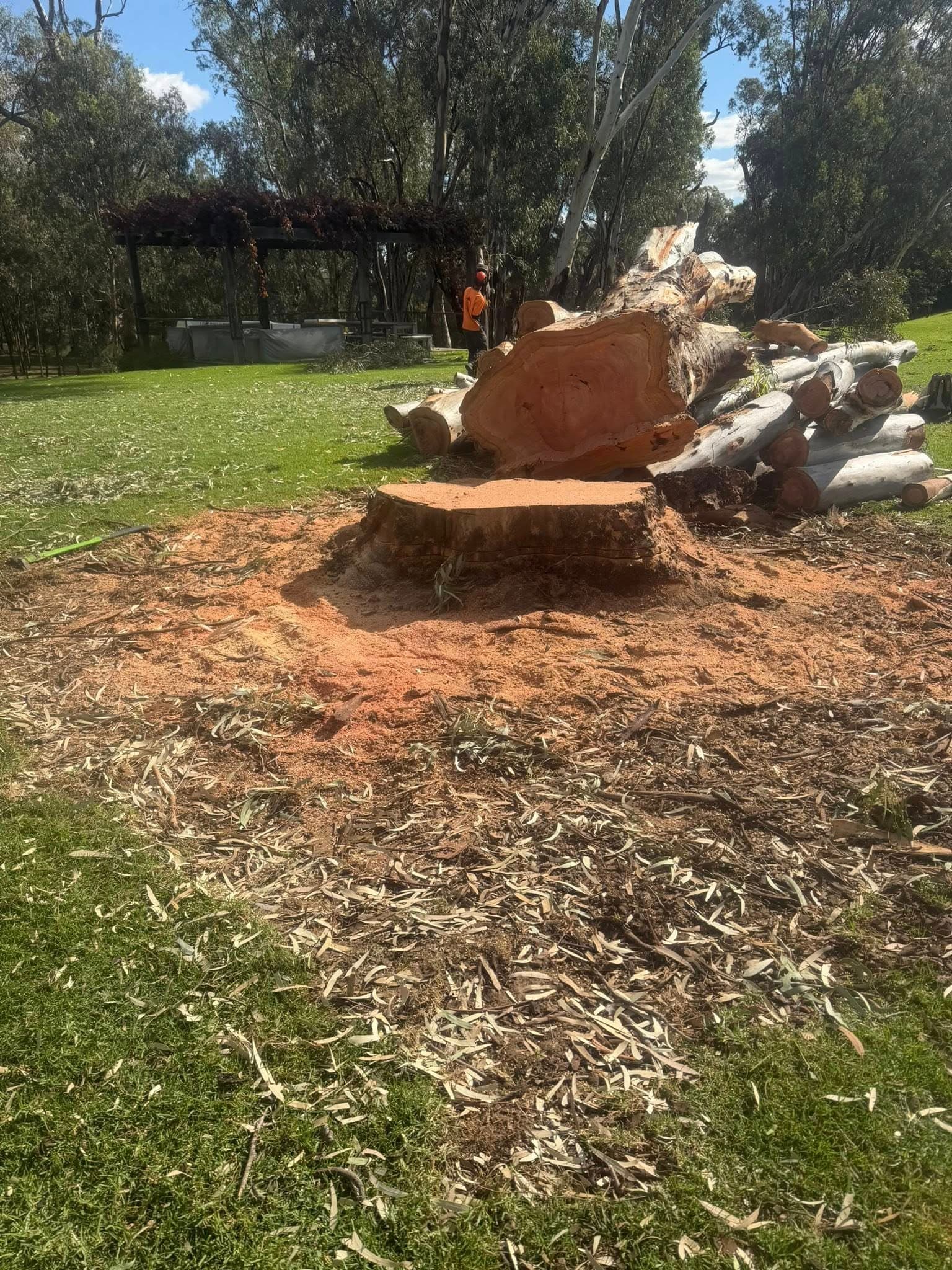 River red gum removed, stump ground out and site cleaned