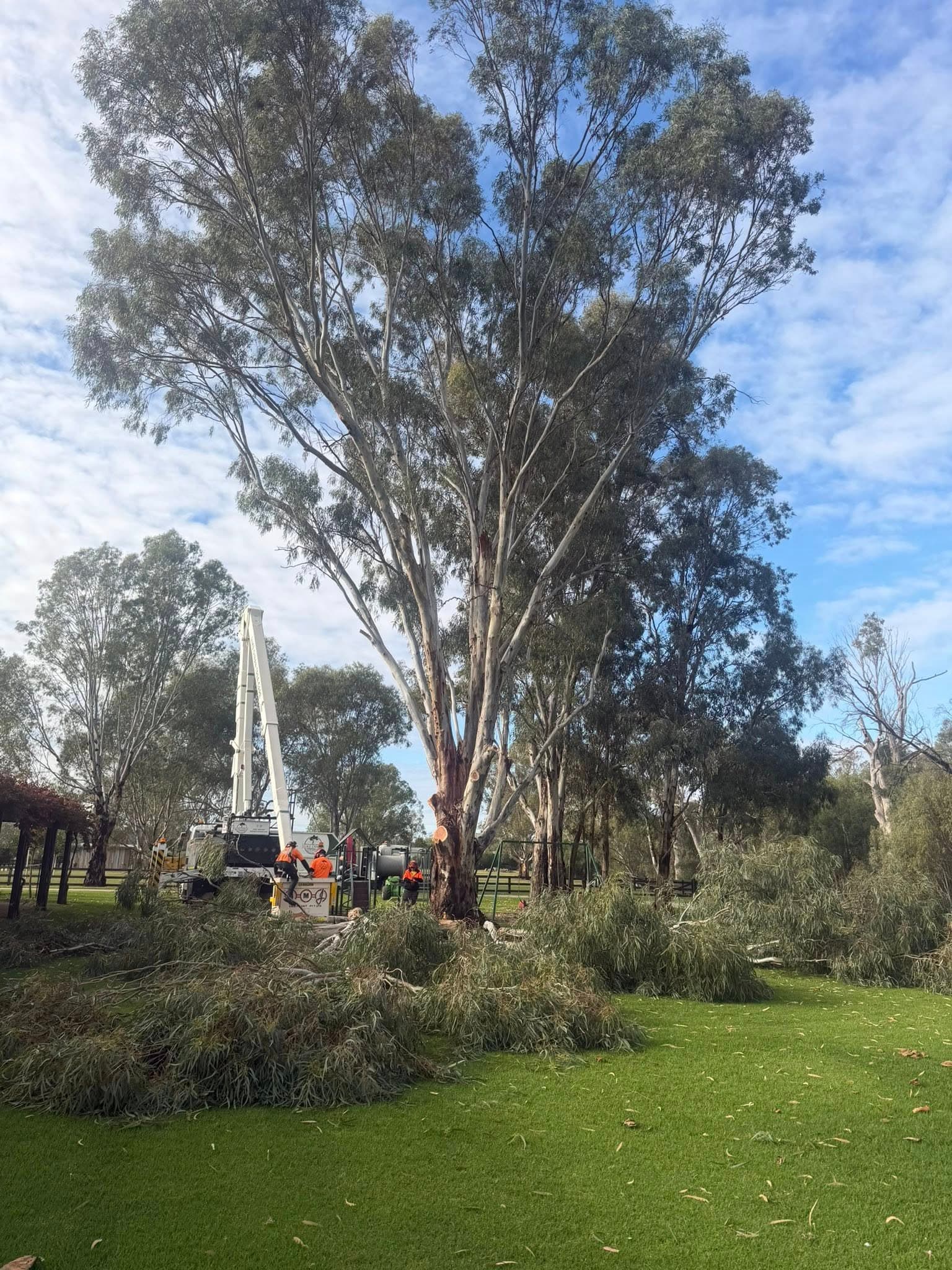 Large river red gum before removal with the truck-mounted boom