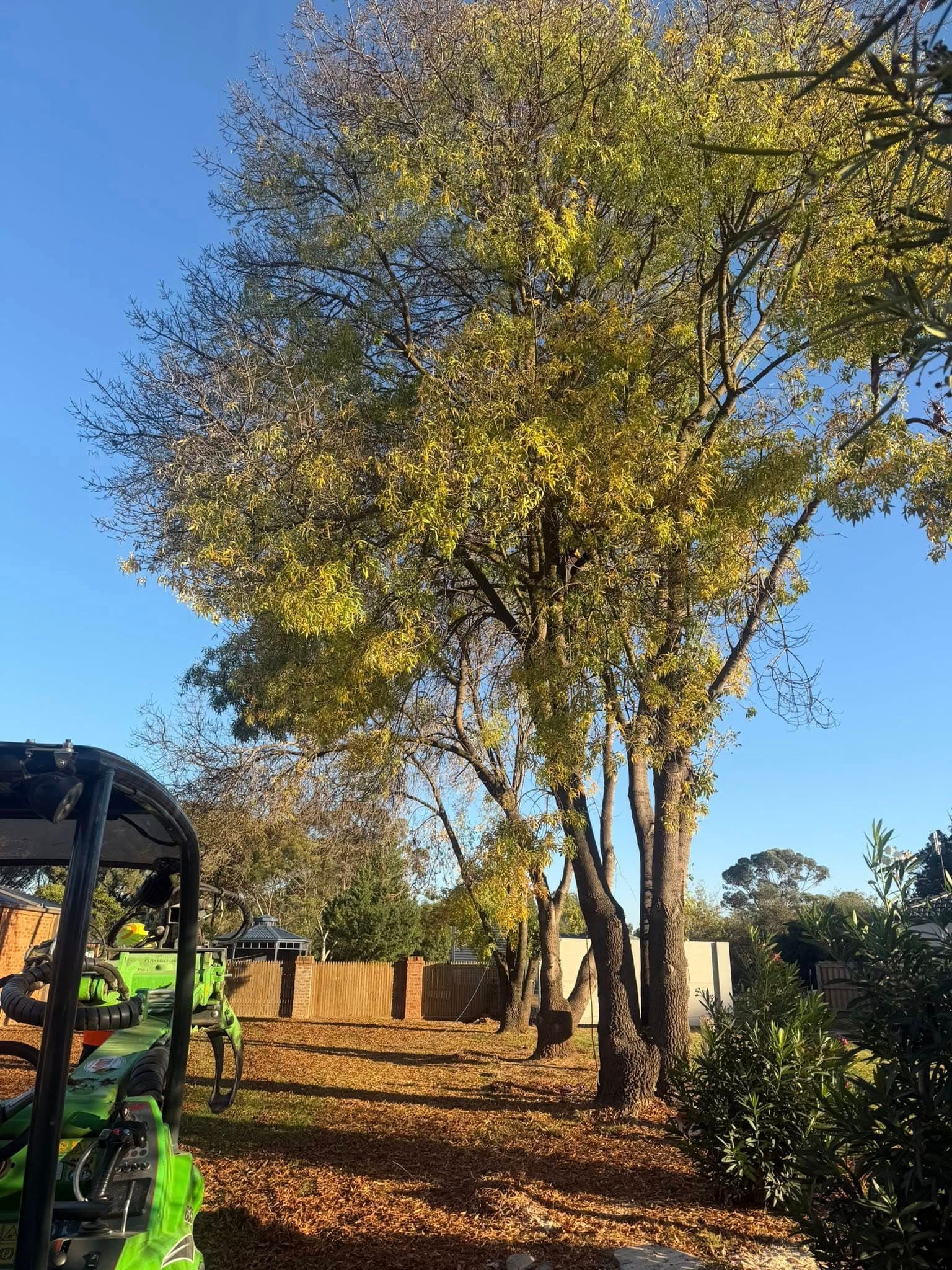 Mature backyard tree before removal by Luke Dinan Turf & Tree Care