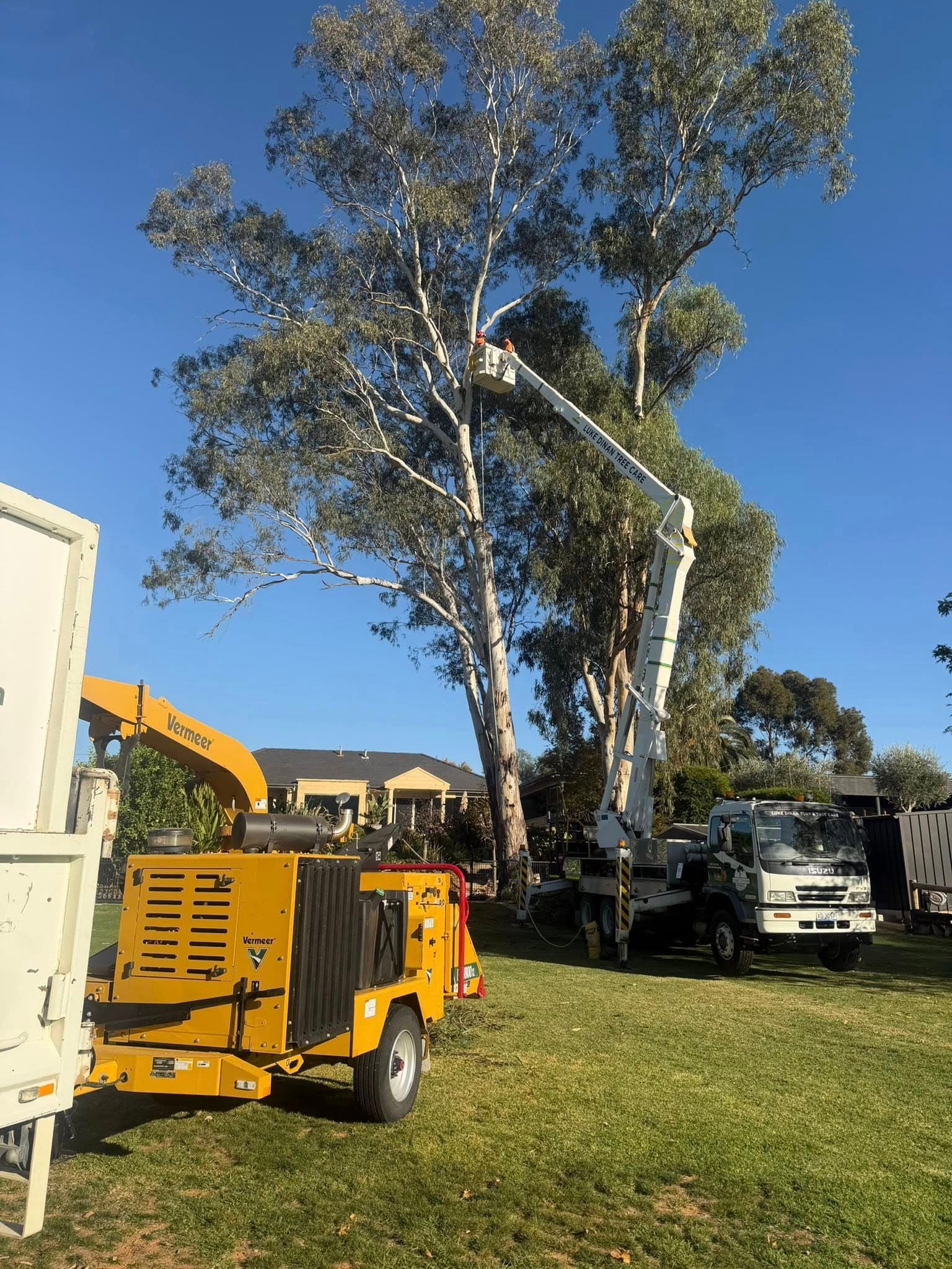 Luke Dinan crew working on a large gum tree with an elevated work platform and wood chipper